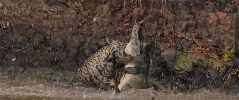 Συγκλονιστική μάχη τζάγκουαρ με κροκόδειλο που κόβει την ανάσα – ΒΙΝΤΕΟ