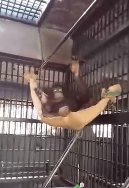 Ουρακοτάγκος έφτιαξε αιώρα – ΒΙΝΤΕΟ