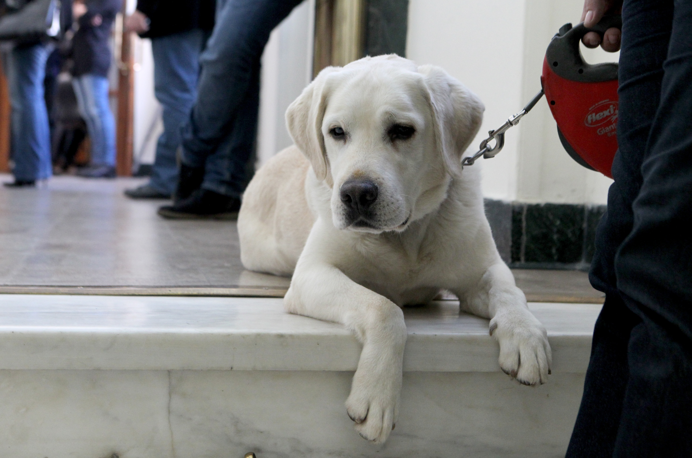 Σκύλος της αστυνομίας… στη συνεδρίαση του ΣΥΡΙΖΑ – ΦΩΤΟ