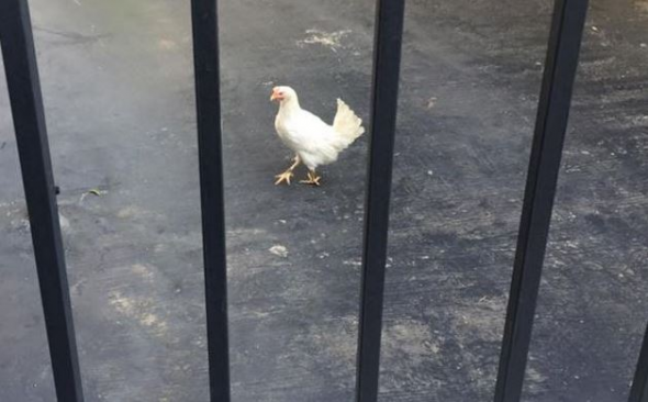 Χαμός στο twitter με την κότα στο Μαξίμου – ΦΩΤΟ