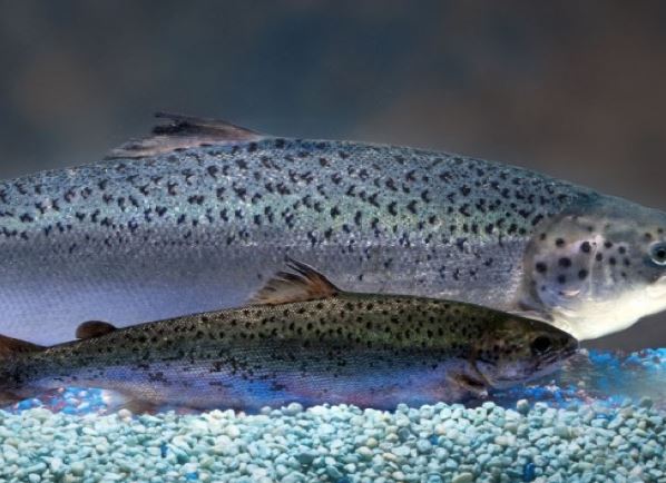 Απειλείται με εξαφάνιση ο σολομός