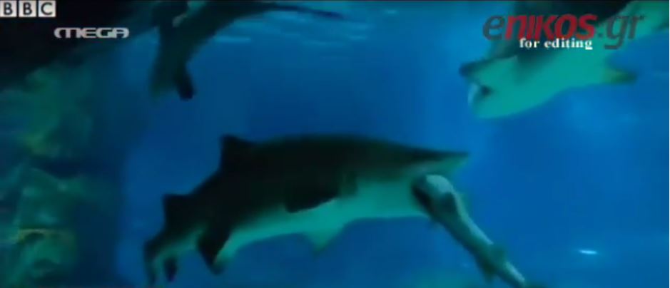 Θηλυκός καρχαρίας κατασπάραξε αρσενικό – ΒΙΝΤΕΟ