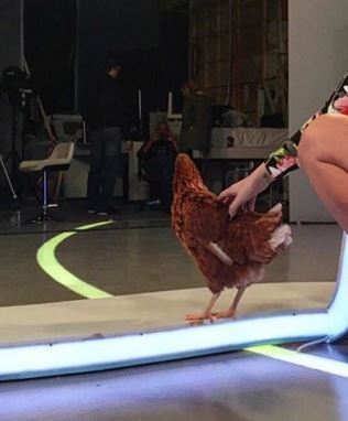 Ποια παρουσιάστρια έβαλε μία κότα στο πλατό της εκπομπής – ΦΩΤΟ