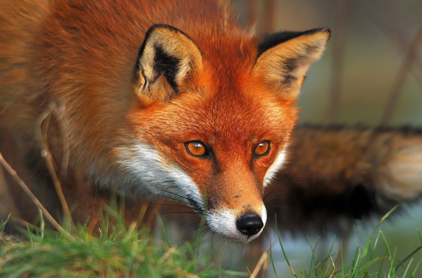 Αλεπού “παρακολούθησε”… ποδοσφαιρικό αγώνα – ΦΩΤΟ