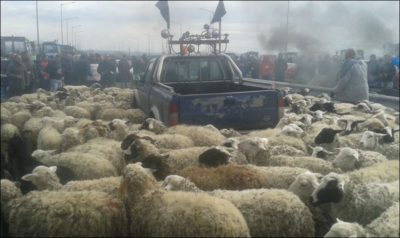 Με τα πρόβατα στο μπλόκο – ΦΩΤΟ