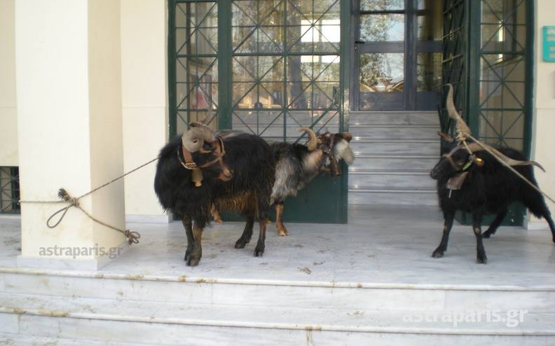 Κτηνοτρόφοι έδεσαν κατσίκες στο κτίριο της Περιφέρειας στη Χίο – ΦΩΤΟ