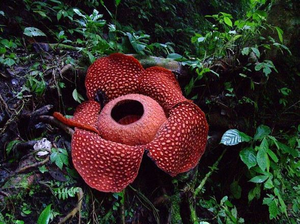 Το μεγαλύτερο λουλούδι στον κόσμο – ΦΩΤΟ