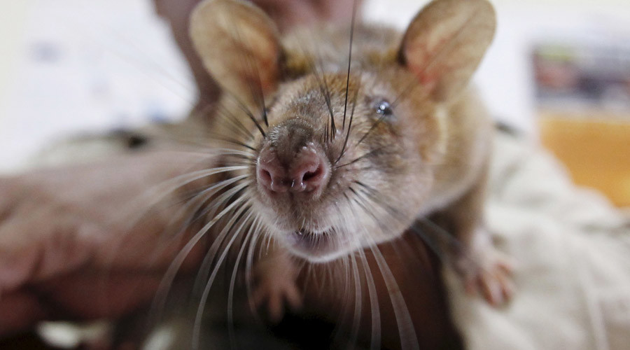 Ένας αρουραίος έφερε τα πάνω κάτω σε μια πτήση