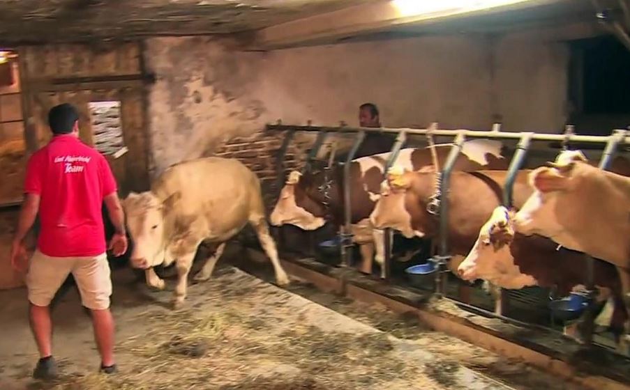 Η συγκινητική αντίδραση ενός ταύρου όταν τον απελευθέρωσαν – ΒΙΝΤΕΟ