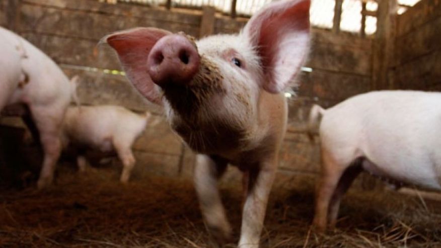 Ξαναχτυπά η γρίπη των χοίρων – 25 θανατηφόρα κρούσματα στην Ουκρανία