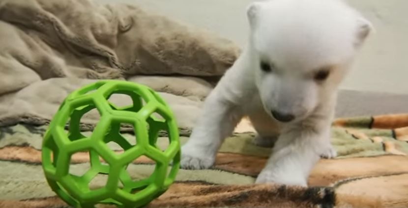 Πολική αρκούδα 2 μηνών… κάνει τα πρώτα της βήματα – ΒΙΝΤΕΟ