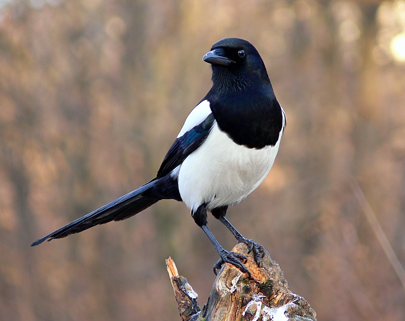 Μια… καρακάξα προκάλεσε εκρήξεις και διακοπές ρεύματος στην Τρίπολη – ΒΙΝΤΕΟ