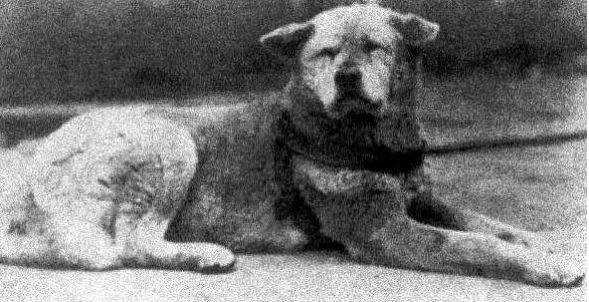 Η τελευταία φωτογραφία του Χάτσικο – Του σκύλου που συγκλόνισε