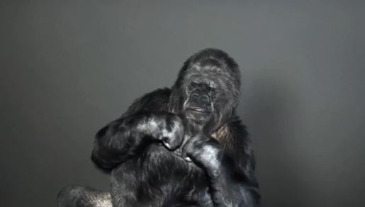 Το πρωτοχρονιάτικο μήνυμα ενός… γορίλα – ΒΙΝΤΕΟ