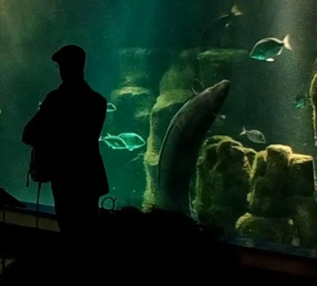 Χέλι “χορεύει” στους ρυθμούς της τζαζ – ΒΙΝΤΕΟ