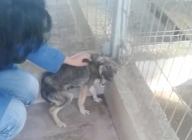 Κακοποιημένο σκυλάκι κλαίει όταν του δείχνουν για πρώτη φορά στοργή – ΒΙΝΤΕΟ