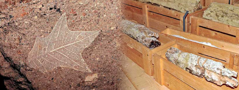 Το απολιθωμένο δάσος… μετακόμισε στην Αθήνα