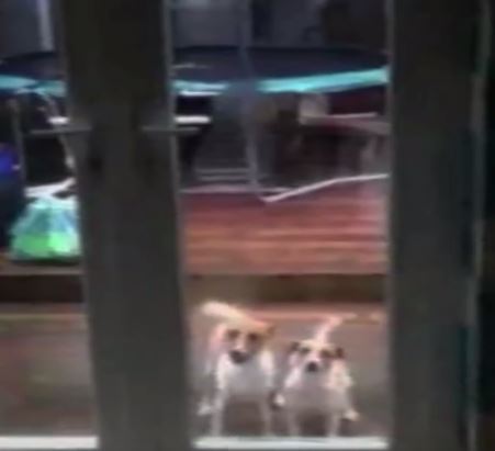 Σκύλοι χοροπηδούν σε απόλυτο συγχρονισμό – ΒΙΝΤΕΟ