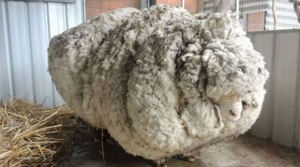 “Παχύσαρκο” πρόβατο έχασε 21 κιλά … μαλλί – ΒΙΝΤΕΟ
