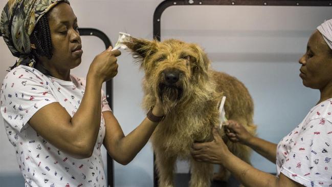 Ξενοδοχείο 5 αστέρων για… σκύλους – ΒΙΝΤΕΟ