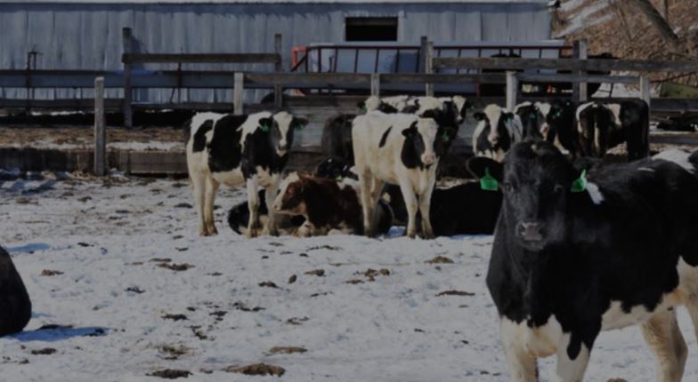 Οι χιονοθύελλες στο Τέξας “σκότωσαν” 15.000 αγελάδες