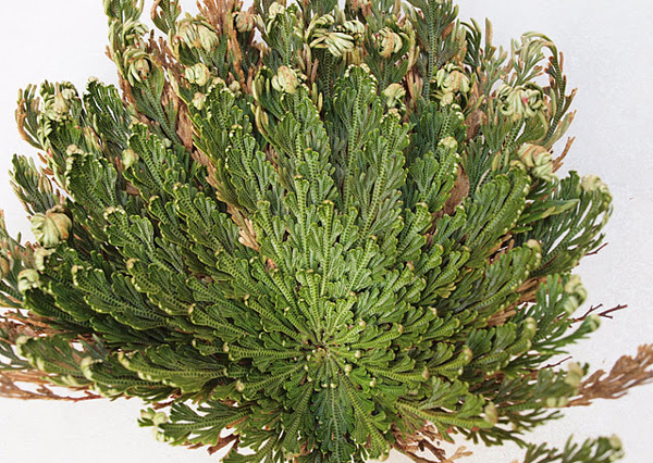 perierga.gr - Ένα παράδοξο φυτό που δεν "πεθαίνει" ποτέ!