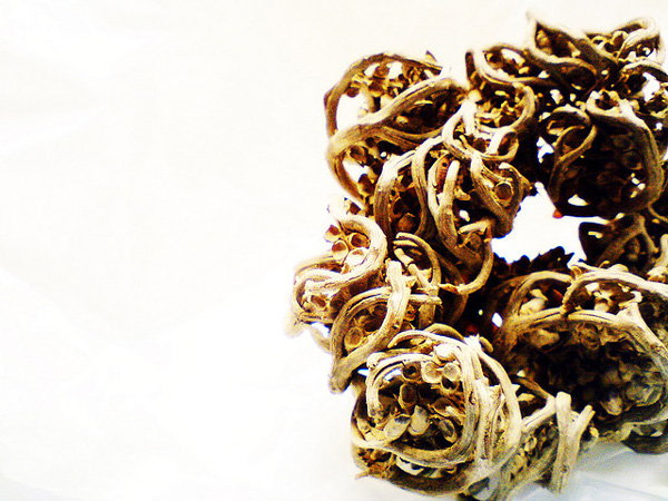 perierga.gr - Ένα παράδοξο φυτό που δεν "πεθαίνει" ποτέ!