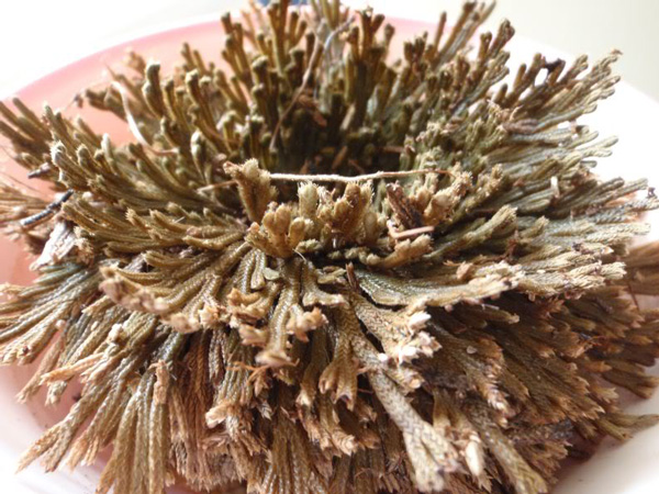 perierga.gr - Ένα παράδοξο φυτό που δεν "πεθαίνει" ποτέ!