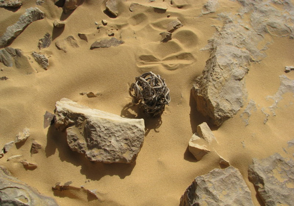 perierga.gr - Ένα παράδοξο φυτό που δεν "πεθαίνει" ποτέ!