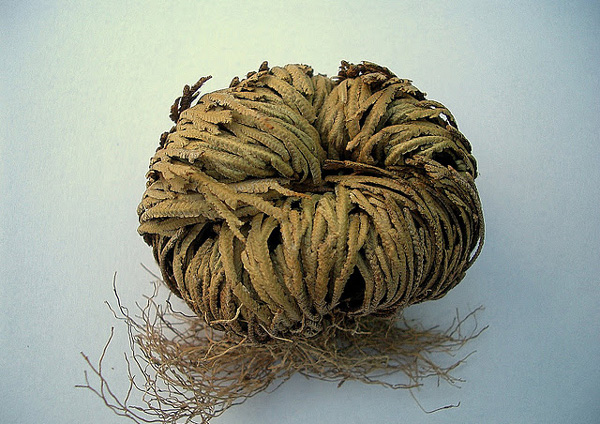 perierga.gr - Ένα παράδοξο φυτό που δεν "πεθαίνει" ποτέ!