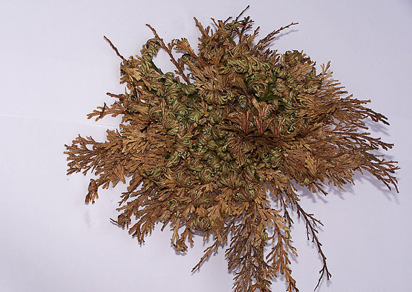 perierga.gr - Ένα παράδοξο φυτό που δεν "πεθαίνει" ποτέ!