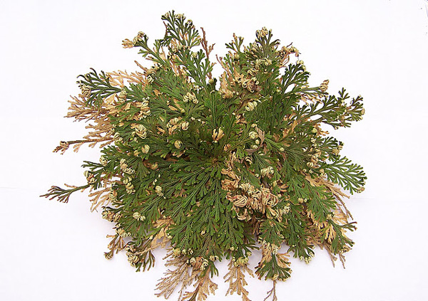 perierga.gr - Ένα παράδοξο φυτό που δεν "πεθαίνει" ποτέ!