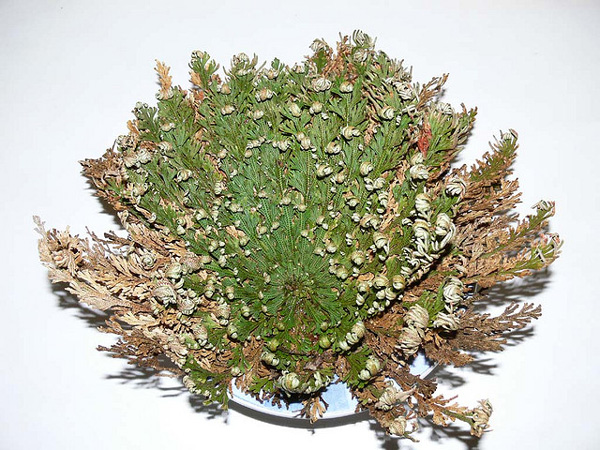 perierga.gr - Ένα παράδοξο φυτό που δεν "πεθαίνει" ποτέ!