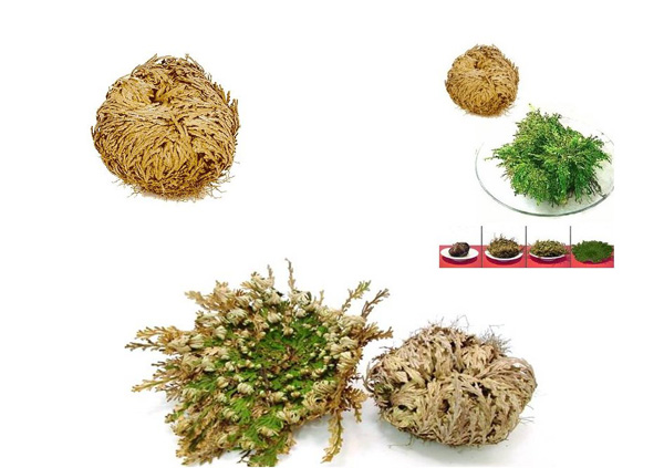 perierga.gr - Ένα παράδοξο φυτό που δεν "πεθαίνει" ποτέ!