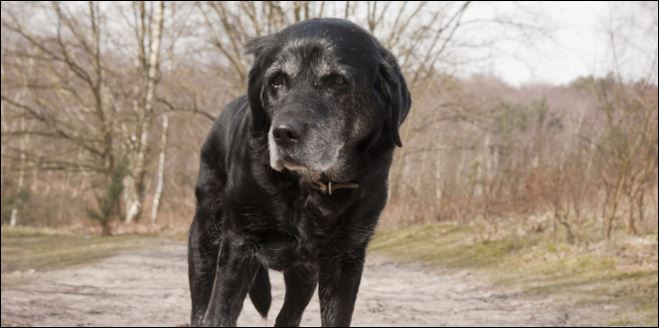 Έκλεψαν σκύλο οδηγό και τον επέστρεψαν ζητώντας συγγνώμη