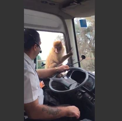 Μαϊμού άρπαξε το φαγητό οδηγού λεωφορείου και έγινε “καπνός” – ΒΙΝΤΕΟ