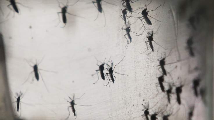 Το πρώτο κρούσμα του ιού Ζίκα στην Ισπανία