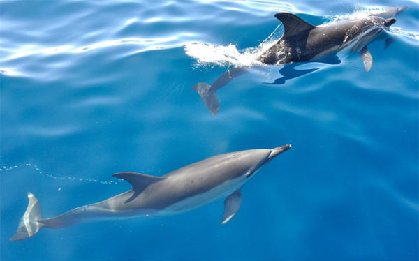 Βόλτα με το σκάφος παρέα με… δελφίνια – ΒΙΝΤΕΟ
