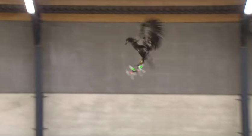 Αετοί εναντίον drones – ΒΙΝΤΕΟ