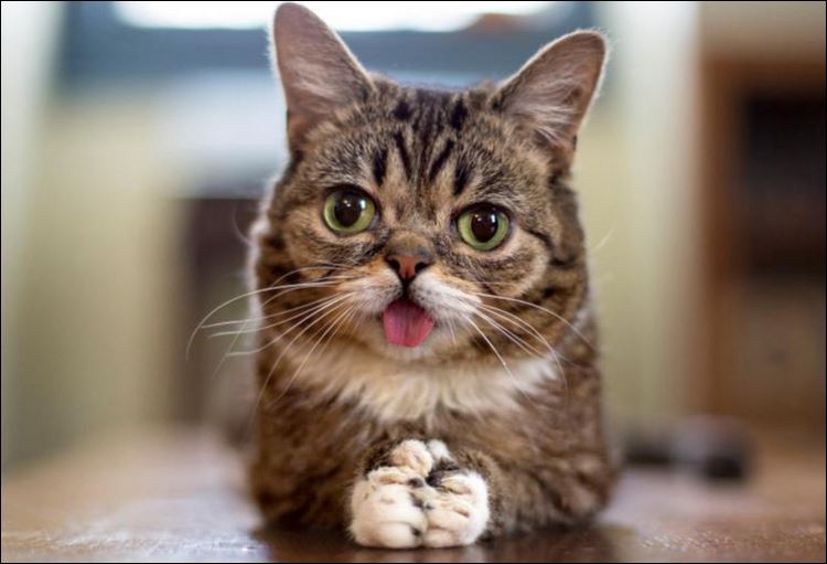 Μπορούν οι γάτες να βοηθήσουν στην διακοπή του καπνίσματος; – ΒΙΝΤΕΟ