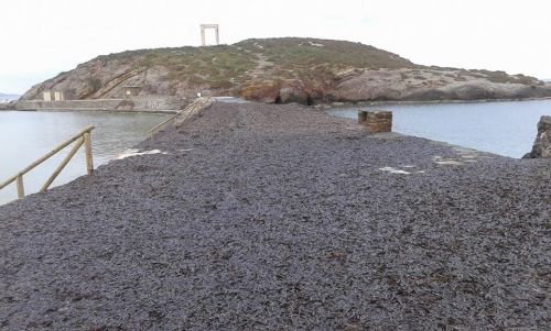 “Xαλί” από φύκια μπροστά από το ναό του Απόλλωνα – ΦΩΤΟ