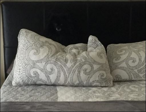 Τι κρύβει αυτή η φωτογραφία;