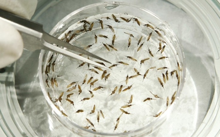 Ο Λευκός Οίκος ζητά 1,8 δισ. δολάρια για την καταπολέμηση του Ζίκα