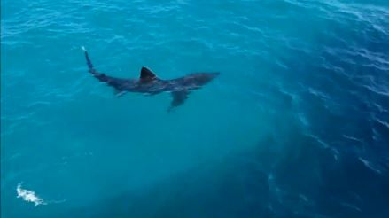Kαρχαρίας κολυμπά απειλητικά δίπλα σε κωπηλάτη – ΒΙΝΤΕΟ