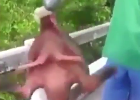 Το ψάρι έβγαλε πόδια και ο ψαράς έχασε τη φωνή του -ΒΙΝΤΕΟ