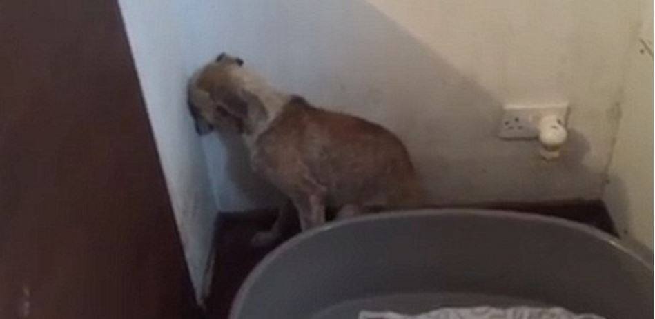 Η σπαρακτική αντίδραση ενός κακοποιημένου σκύλου – ΒΙΝΤΕΟ