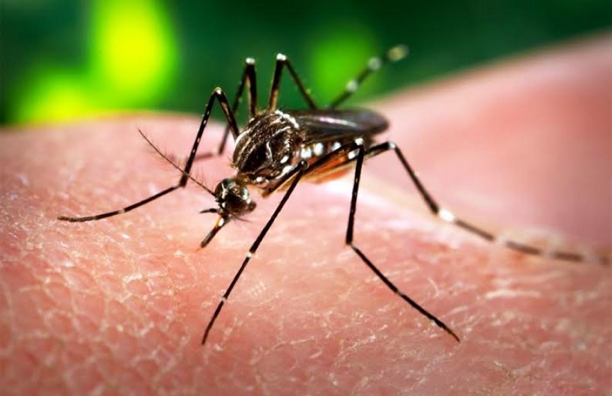 Παγκόσμια απειλή ο ιός Ζίκα
