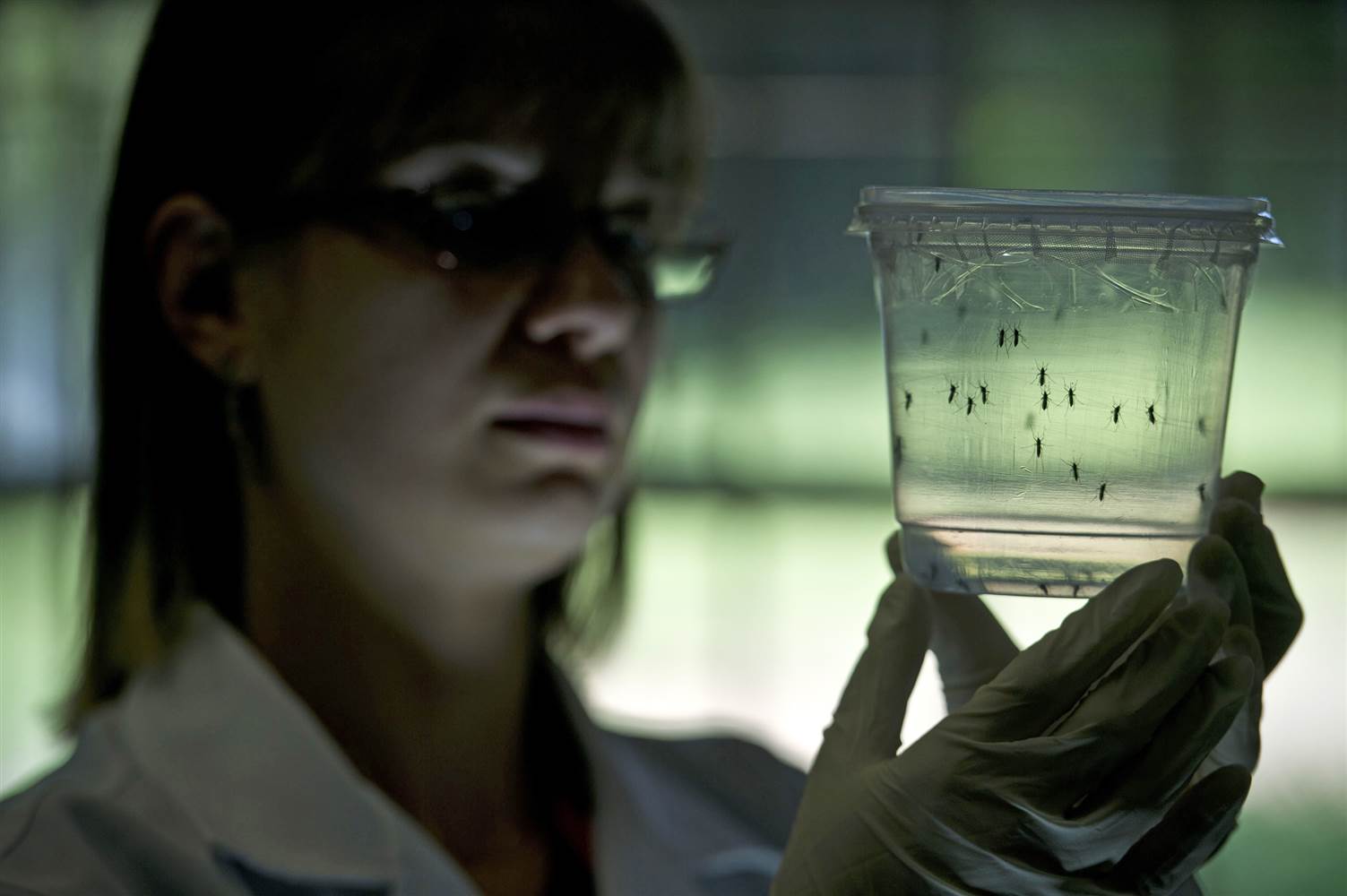 Σχέδιο 56 εκατ. δολαρίων για την καταπολέμηση του ιού Ζίκα
