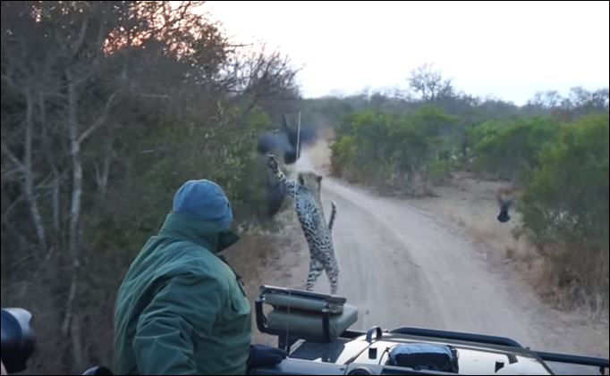 Η επίθεση της λεοπάρδαλης τρόμαξε τους τουρίστες – ΒΙΝΤΕΟ