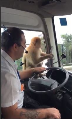 Η μαϊμού άφησε νηστικό τον οδηγό – ΒΙΝΤΕΟ